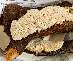 Image result for Heteromorpha sp. agg.