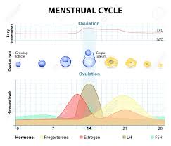 Menstrual Cycle Increase And Decrease Of The Hormones Graph