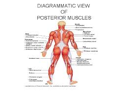 Free online quiz muscles of the posterior torso. The Muscular System Interactions Of Skeletal Muscles In