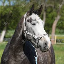 Thoroughbred pedigree for nice nature, progeny, and female family reports from the thoroughbred horse pedigree query. Gorgeous Horse With Nice Halter In Springs Nature Stock Photo Picture And Royalty Free Image Image 27556209