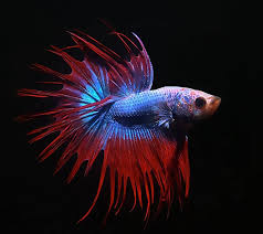 Crown tail betta fish there are 7 products. Betta Crowntail Wallpaper By Thespawn0476 95 Free On Zedge