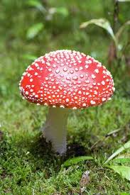 Fungi Including Lichens Kingdom Fungi Fungi Kingdom Fungi Stuffed Mushrooms