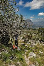 Image result for Syncolostemon flabellifolius