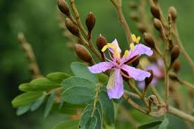 Image result for Baikiaea