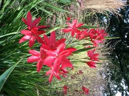 Image result for Hesperantha