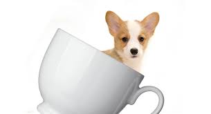 Overall, this is an excellent puppy food for corgi's because it contains a special blend of ingredients that supports healthy best corgi puppy food deals. Teacup Corgi Everything You Need To Know About This Tiny Hybrid