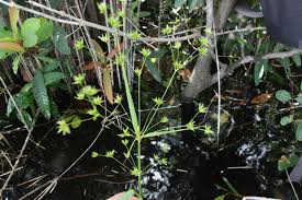 Image result for Hypolytrum pynaertii