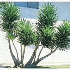 Maybe you would like to learn more about one of these? Pin On Plants Outdoor Projects