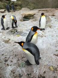 All 18 species of penguin are unable to fly, and are in fact better built for swimming and diving, which they spend the majority of their time doing. National Marine Sanctuary Foundation