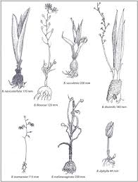 Image result for Jodrellia