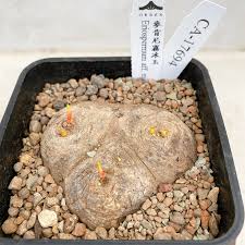 Image result for Eriospermum mackenii