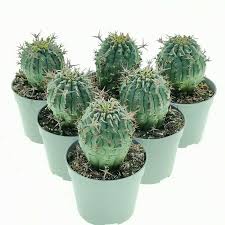 Image result for Euphorbia plenispina