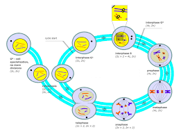The typical characteristics that define the plant cell include cellulose, hemicellulose and pectin, plastids which play a major role in photosynthesis and storage of starch, large vacuoles responsible for regulating the cell turgor pressure. The Cell Cycle Biology For Majors I