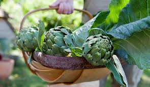 Growing Artichokes Learn How To Plant Grow Care For