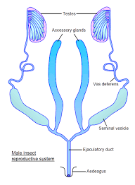 Female gonads are the ovaries all embryos appear as female at first. Insect Reproduction