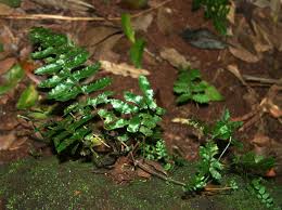 Image result for Asplenium inaequilaterale
