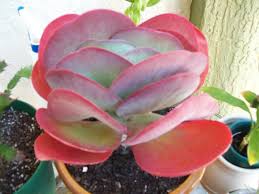 Kalanchoe Luciae Subsp Luciae Flapjacks Planting Succulents Plants Variegated Plants