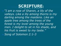 Think of such a flower growing up among prickly thorns! I Am A Rose Of Sharon A Lily Of The Valleys Like A Lily Among Thorns Is My Darling Among The Maidens Like An Apple Tree Among The Trees Of The