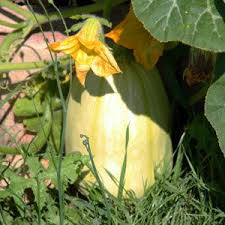 Maybe you would like to learn more about one of these? Growing Pumpkins Tips And Tricks Nurseries Online Australia