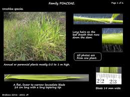 Image result for Moorochloa eruciformis