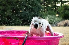 Diy Dog Pool How To Build A Dog Pool