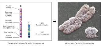 Not all traits on the x and y chromosome are to do with sexualcharacteristics eg colour blindness is a trait found on the x chromosome. Sex Linked Genes Bioninja