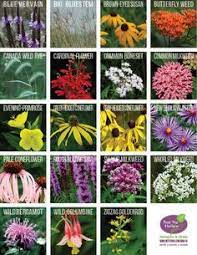 A flower garden or floral garden is any garden where flowers are grown and displayed. 510 For The 3 Of Ontario Native Plants Habitat Gardening Ideas Native Plants Native Plant Gardening Habitat Garden