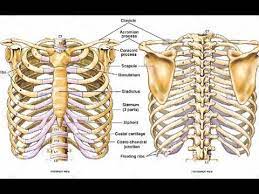 Rib cage is part of skeletal system. Two Minutes Of Anatomy Ribcage Youtube