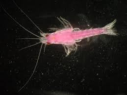 Image result for Mystacidium tanganyikense