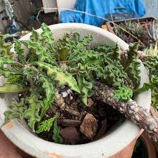 Image result for Euphorbia davyi