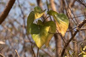 Three gmelina arborea stand of 20,22, and 27 years old were used for the study. Flora Of Mozambique Cultivated Species Information Individual Images Gmelina Arborea
