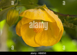 Image result for Abutilon sonneratianum