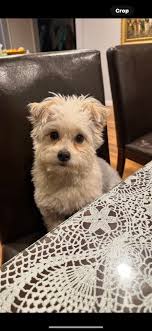 Our 2 year old boy Nero