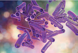 Image result for Schoenoplectiella microglumis