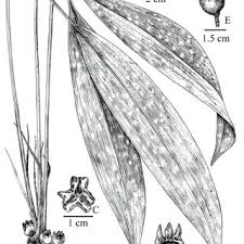 Image result for Chlorophytum burundiense