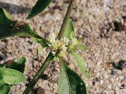 Image result for Alternanthera caracasana
