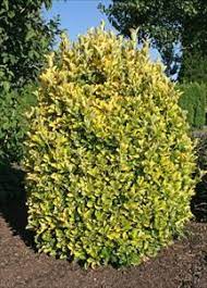 Maybe you would like to learn more about one of these? Chollipo Euonymus Euonymus Japonicus Chollipo Pnw Plants Plants Garden Shrubs Evergreen Shrub