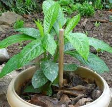 Image result for Blumea