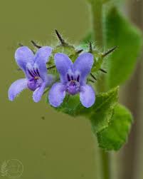 Image result for Mesosphaerum suaveolens