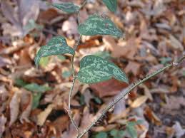 Maybe you would like to learn more about one of these? Smilax Greenbrier Saw Brier Cat Brier
