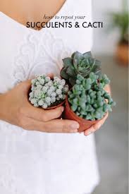 Before transplanting a cactus, you should wrap it in several layers of the newspaper, and then shake it out. How To Repot Succulents And Cacti Collective Gen
