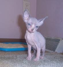 Bengal cats are very active and alert. Sphynx Kittens Ohio Michigan