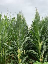 Image result for Zea mays
