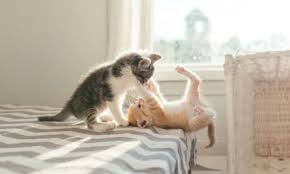 Image result for adorable cat