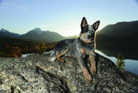 Australian cattle dog breed information, pictures, facts, history, temperament, care, and training. Australian Cattle Dog Dog Breed Profile Petfinder