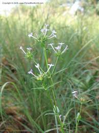 Image result for Conostomium natalense