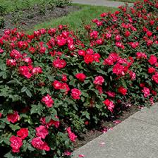 Check spelling or type a new query. Knock Out Rose Rosa Radrazz In Iowa City Cedar Rapids Iowa Ia At Iowa City Landscaping
