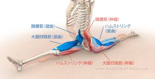 「開脚」の画像検索結果