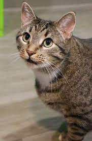 This Lovable Cat Needs A Home Domestic Short Hair Short Coat In Herndon Va Pet Adoption Pets Cats