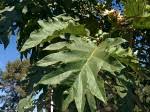 Image result for Solanum grossidentatum